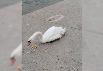 V Mariboru naj bi preganjali labodko: našli so jo hudo poškodovano