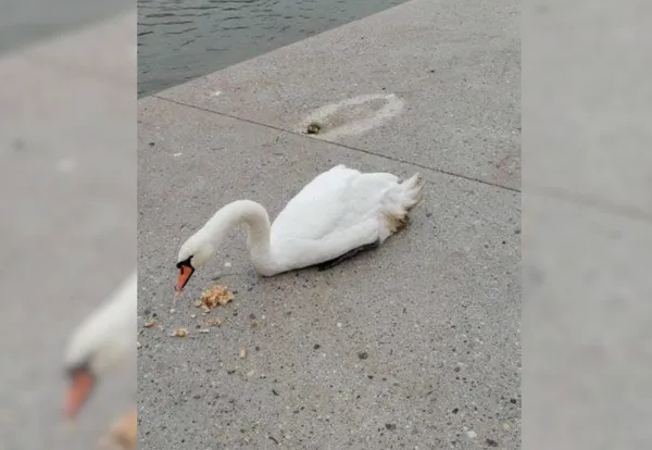 V Mariboru naj bi preganjali labodko: našli so jo hudo poškodovano