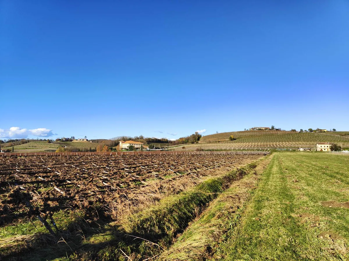 Kako bo prizadetim vinogradnikom v Goriških brdih pomagala država, še ni jasno