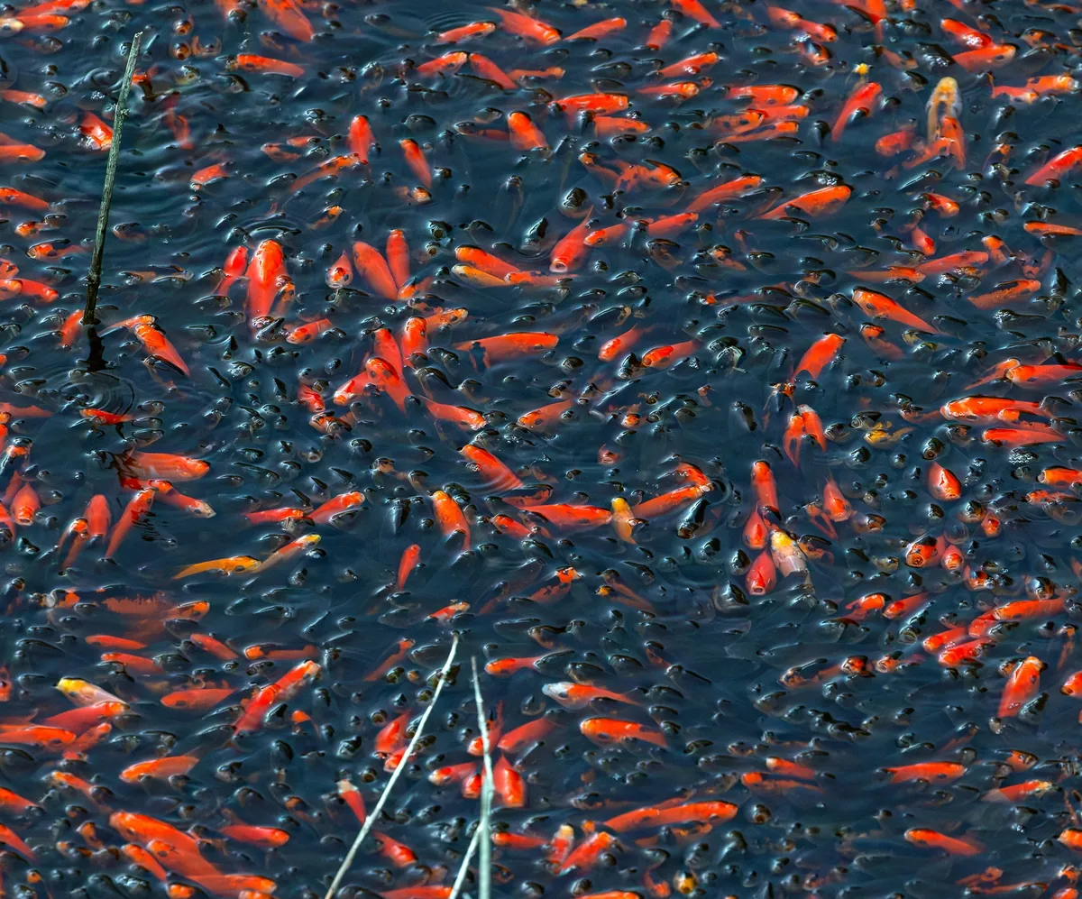 Nenavaden prizor v Italiji: vodno gladino prekrilo na tisoče oranžno-rdečih lis