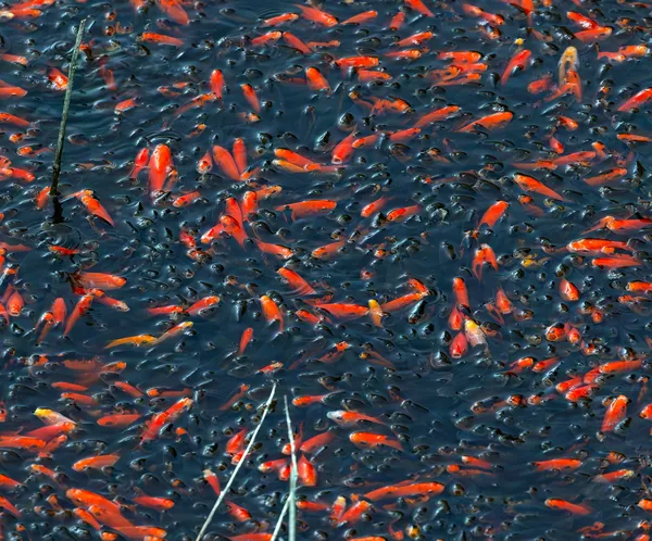 Nenavaden prizor v Italiji: vodno gladino prekrilo na tisoče oranžno-rdečih lis