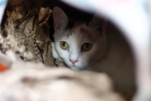 Nenavadna zgodba iz Nemčije: zaradi mijavkanja poklicali policijo