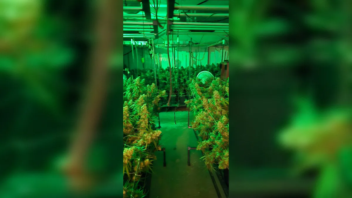 Na Vrhniki zasegli več suhe in sveže konoplje, 21-letnik v priporu