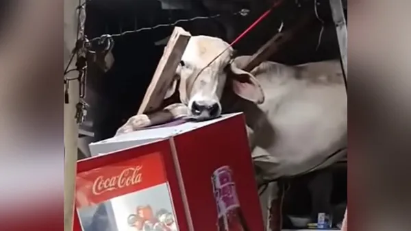 Skozi streho restavracije je padla ... krava (VIDEO)