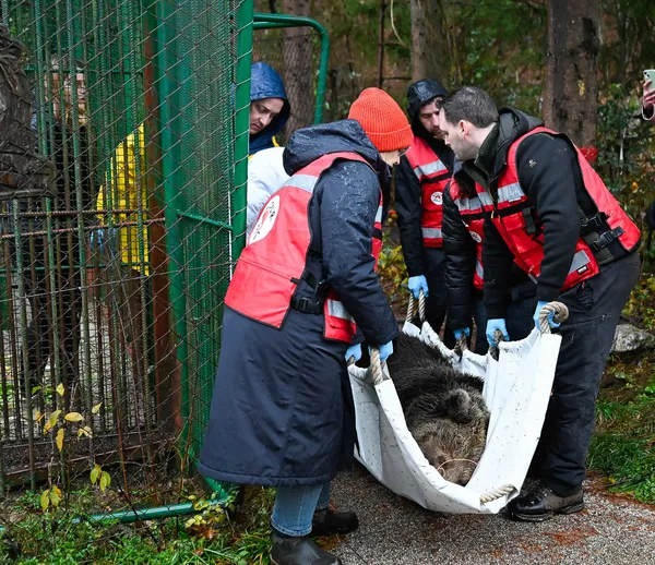 Medvedka Mici po 24 letih zapustila Završnico in odšla v avstrijsko zavetišče (FOTO)