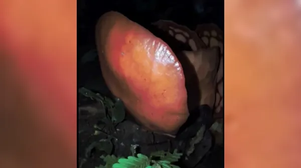 Na kamero ujeli največji cvet na svetu: "Nadrealistično"