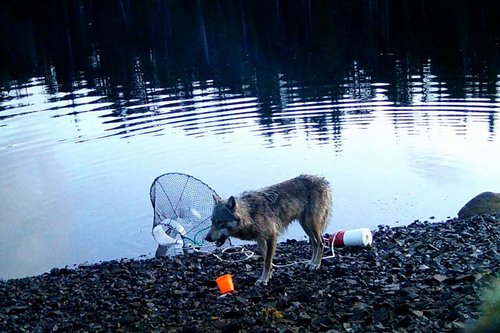 Volkulja uporablja orodje