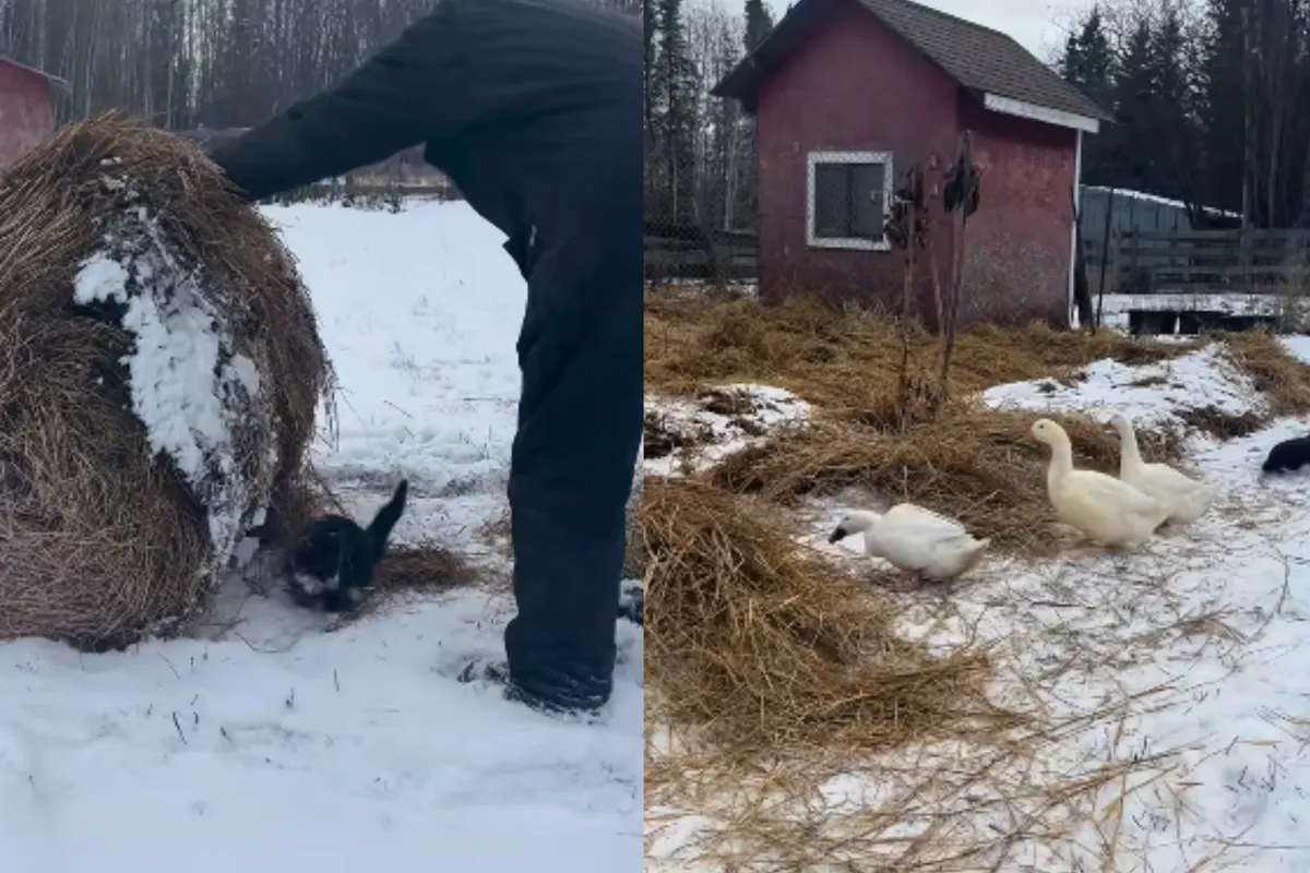 Nepričakovano sodelovanje med živalmi na kmetiji navdušilo splet