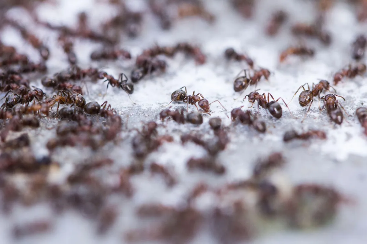 Razkrili pravo podzemno dramo: kako mravlje za prevare uporabljajo kemično orožje