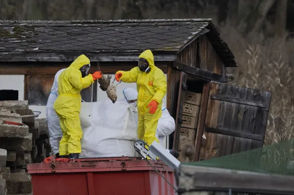 Znanstvenica: Ptičja gripa bi lahko povzročila hujšo pandemijo od covida-19