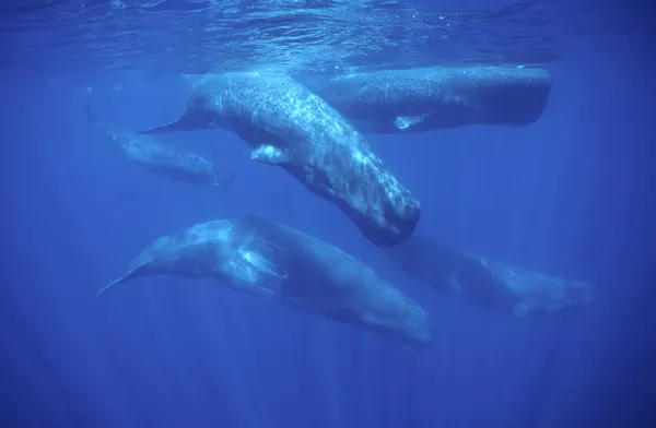 V kitih in delfinih zaznali skrb vzbujajoče kemikalije: "Ni več kraja, kjer bi bili varni"