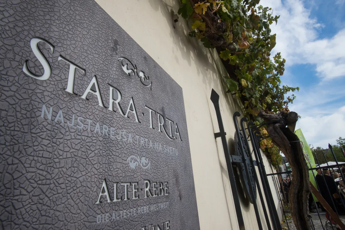 Kaj odkritje več kot 400 let stare trte iz Tibeta pomeni za mariborsko Staro trto