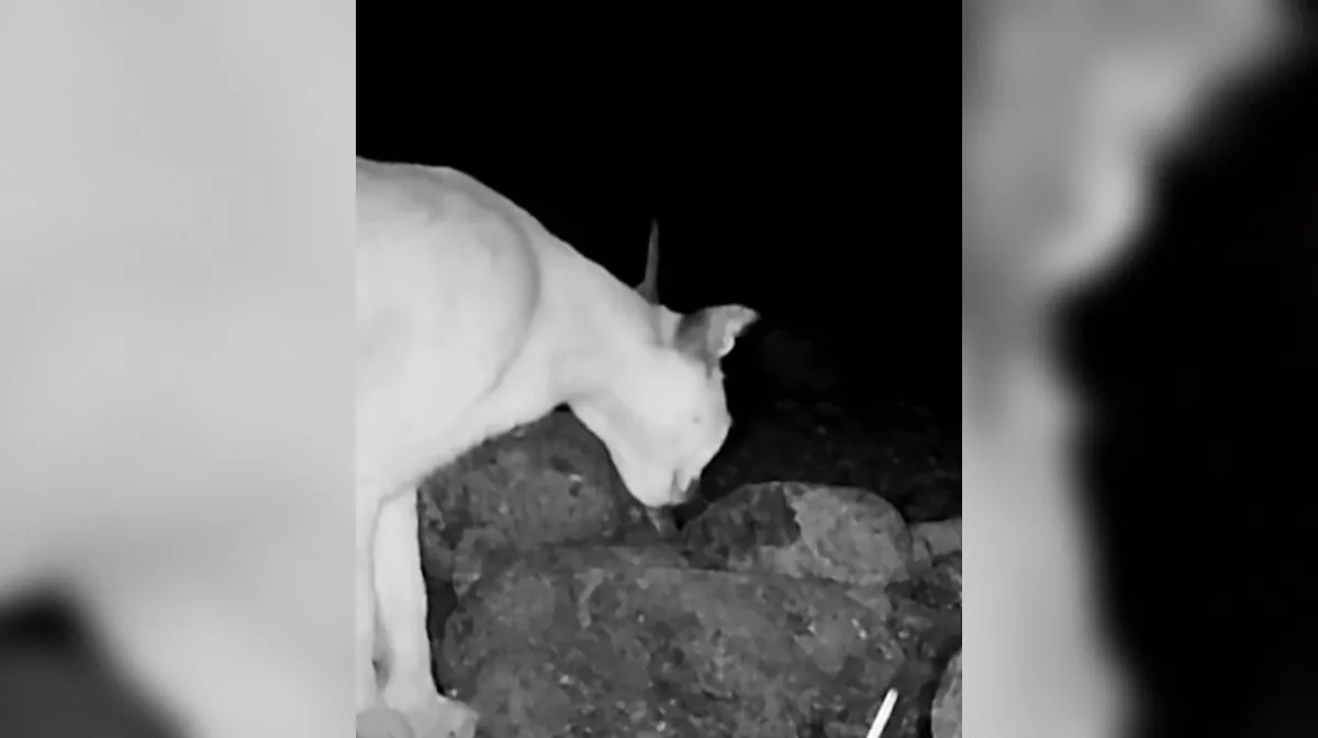 Postavili kamero in ostali brez besed: takšen posnetek je pravi čudež narave