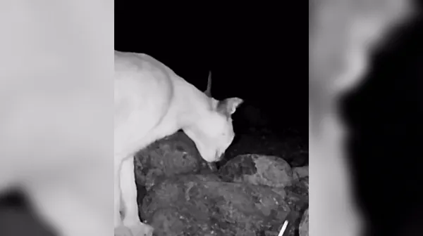 Postavili kamero in ostali brez besed: takšen posnetek je pravi čudež narave