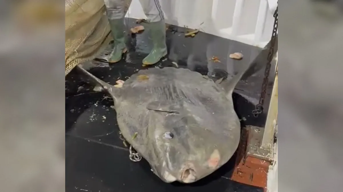 Ribiči v Jadranu ujeli redko velikanko