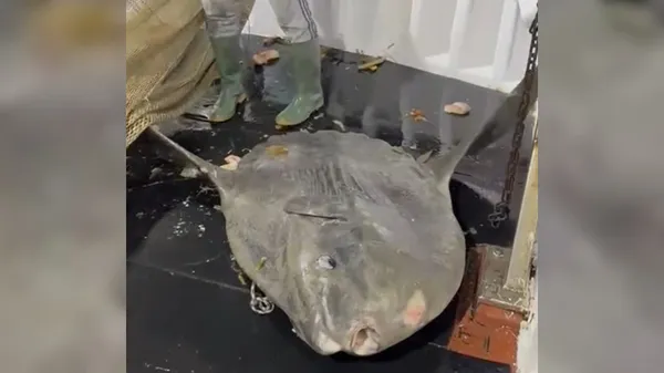 Ribiči v Jadranu ujeli redko velikanko