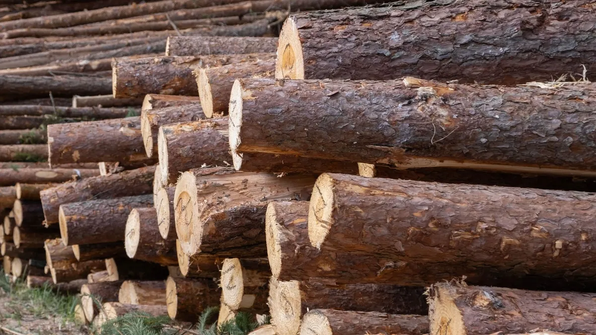 Dražba lesa: Portugalec za hlod odštel več kot 20.500 evrov