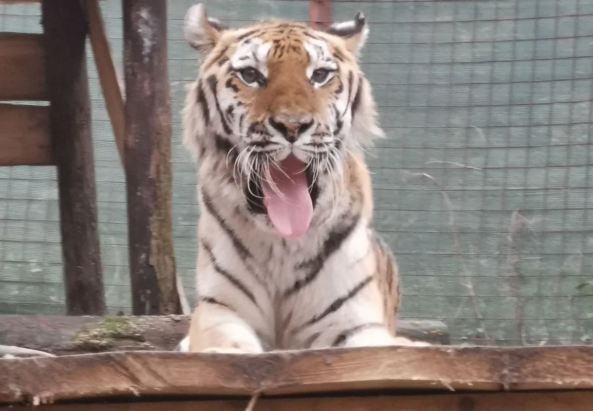 Ministrstvo dovolilo ponovno odprtje ZOO parka Rožman: medved Tim bo ostal