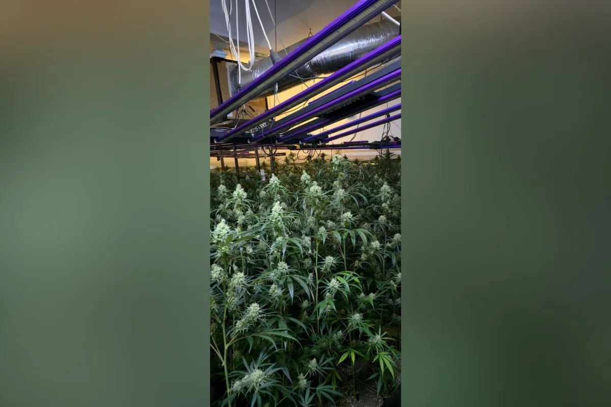 Kriminalisti v Šiški našli več kot 400 sadik konoplje in pištolo