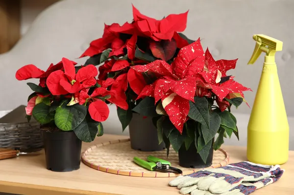 Joj, božična zvezda rumeni. Kako jo ozdravite?