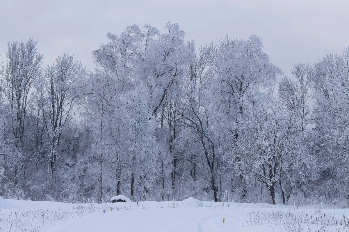 Zadnja napoved: božič bo vendarle ponekod bel. Koliko snega bo zapadlo