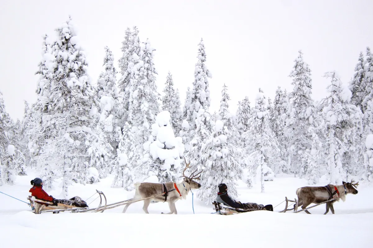 "Božičkovi jeleni" na udaru: so res krivi ruski volkovi?