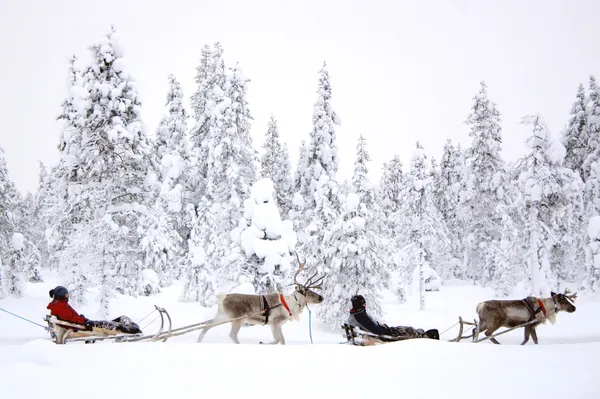 "Božičkovi jeleni" na udaru: so res krivi ruski volkovi?