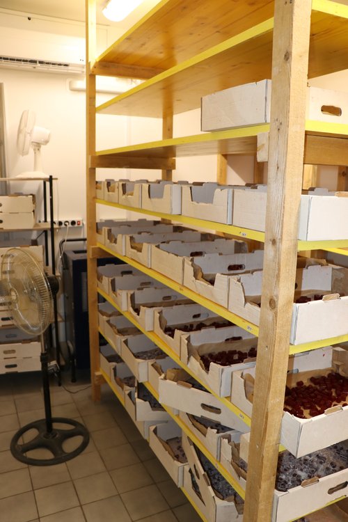 Prodajal sladkarije z vsebnostjo THC