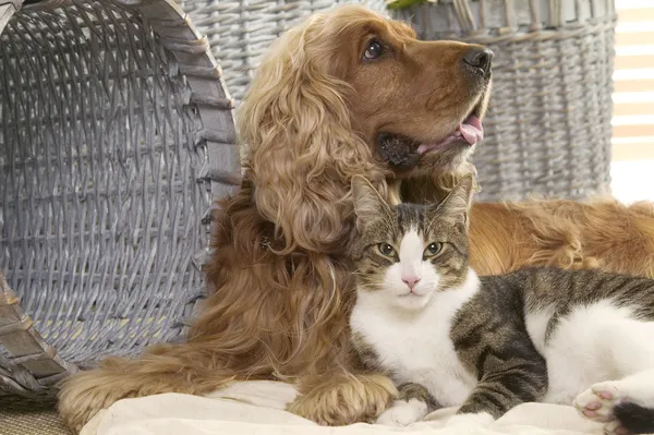 Katerih živil za praznike raje ne ponujajte svojemu hišnemu ljubljenčku