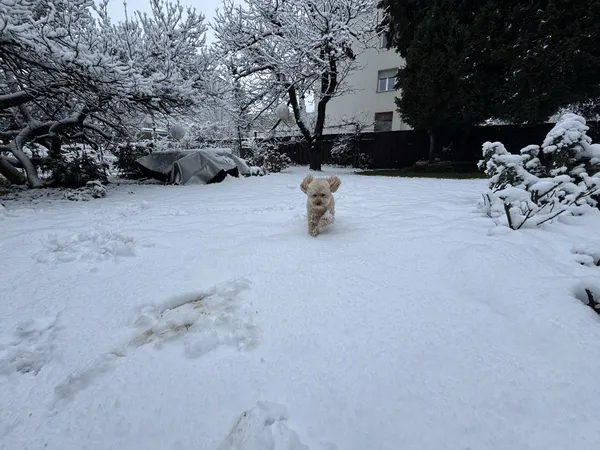 Po dolgem času belo božično jutro, a ne povsod: kje je zapadlo največ snega