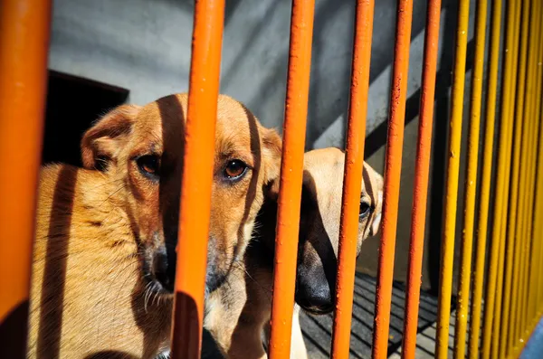 Zavetišča za živali odpovedujejo pogodbe občinam, vzrok strožji normativi