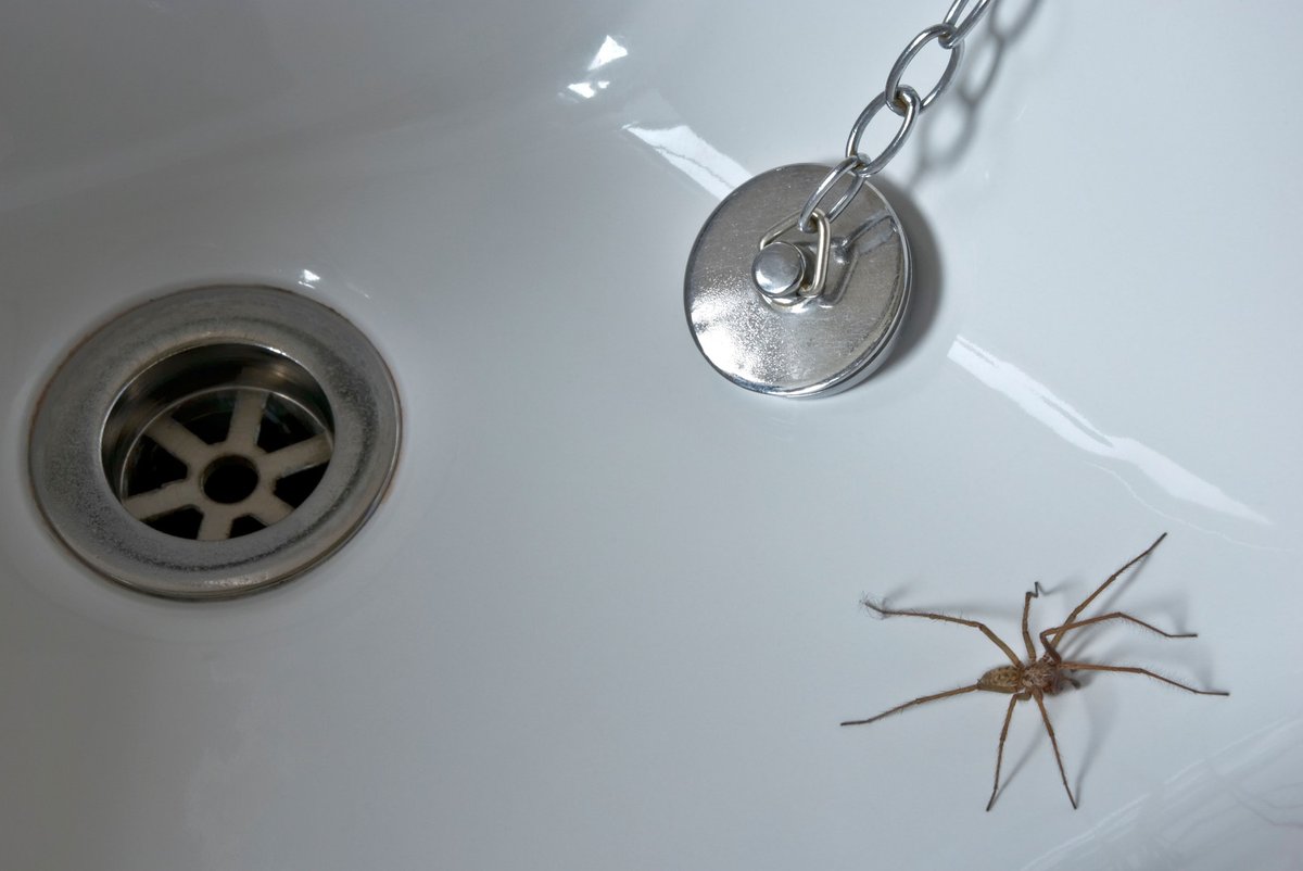 V vsaki sobi vašega doma naj bi bilo vsaj deset pajkov