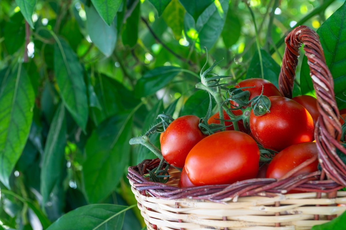 Trik s kvasom, ki reši paradižnik: plodovi bodo ve