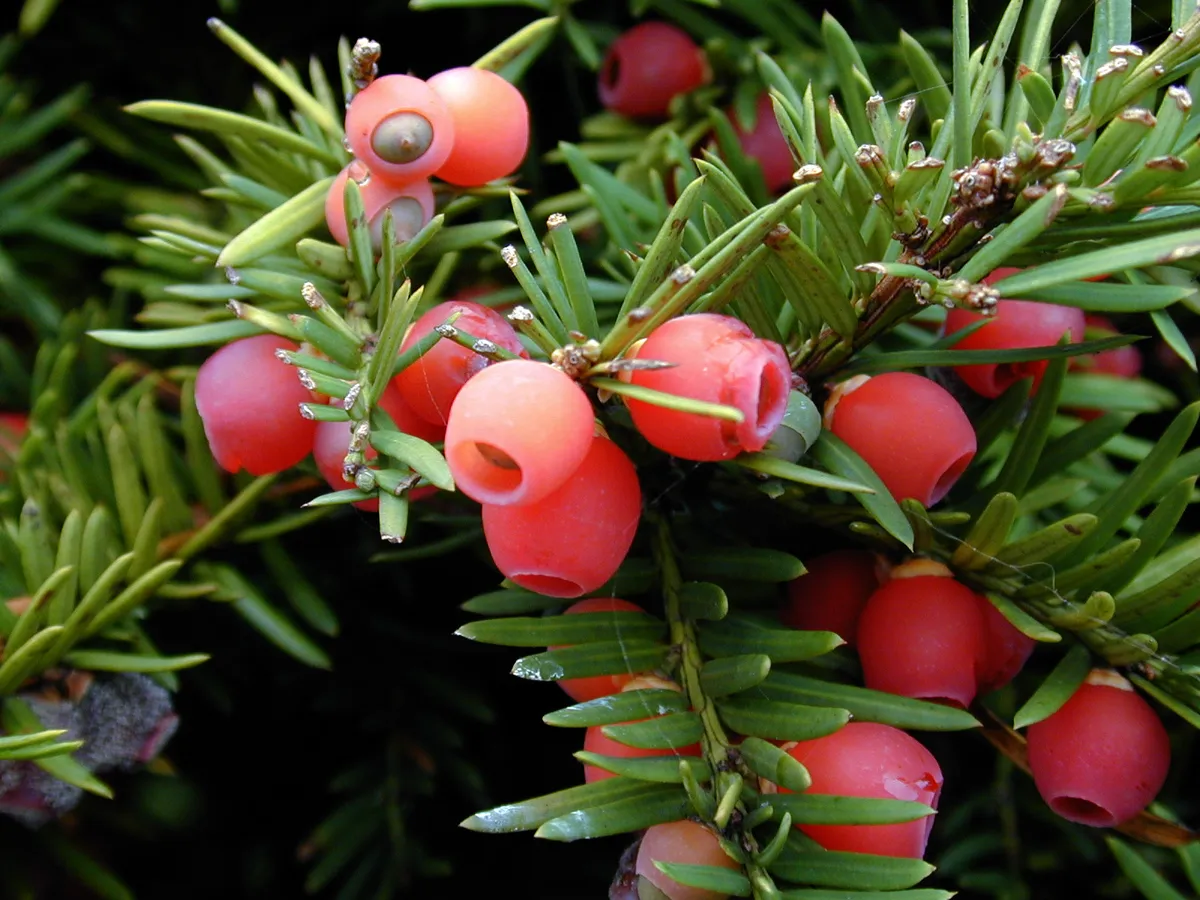14 prvošolčkov iz Lukovice se je zastrupilo z vršički tise, vsi so že v domači oskrbi