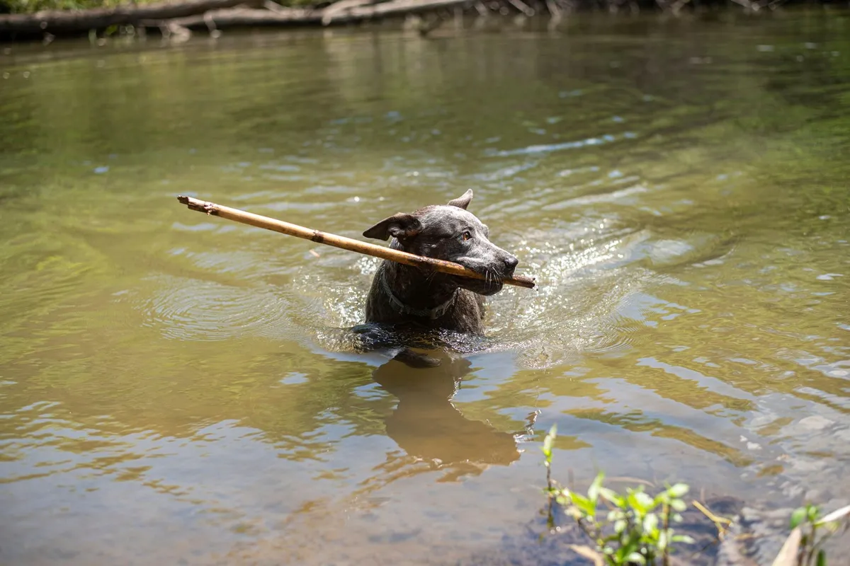 Pes, ki se je kopal v Bohinjskem jezeru, ni poginil zaradi cianobakterij