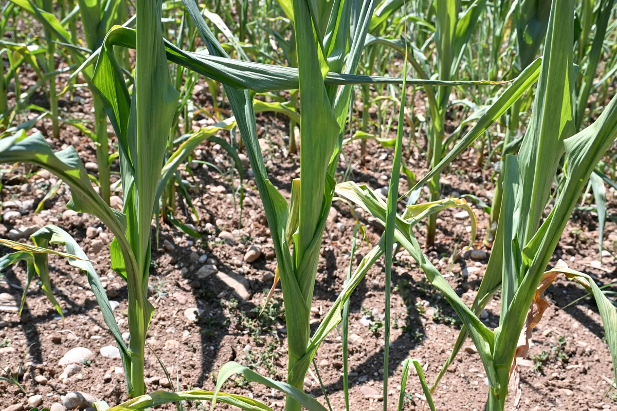 Kmetijska zbornica ob znakih suše opozarja na prilagoditev praks kmetovanja