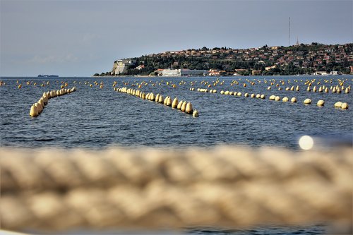 morje, školjčišče, školjke, piran