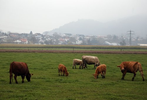 krave, živali, teliček, kmetijstvo, živinoreja