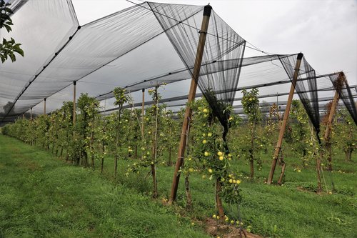 sadje, oroševanje, pozeba