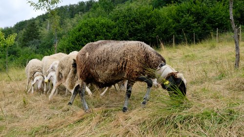 Električna ovratnica za ovce