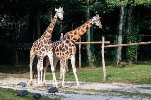 žirafji samec Cveto
