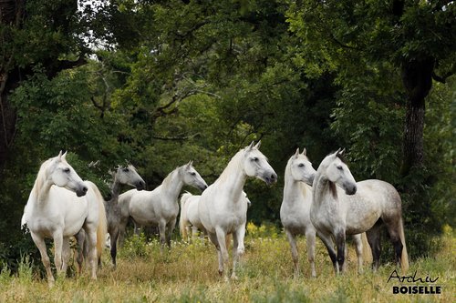 lipicanci, lipicanec, konj, lipica, konji, lipica