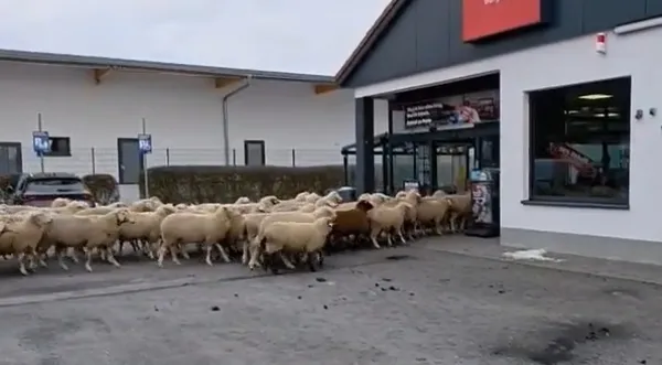 Čreda ovac vdrla v trgovino, zaposleni in kupci obnemeli