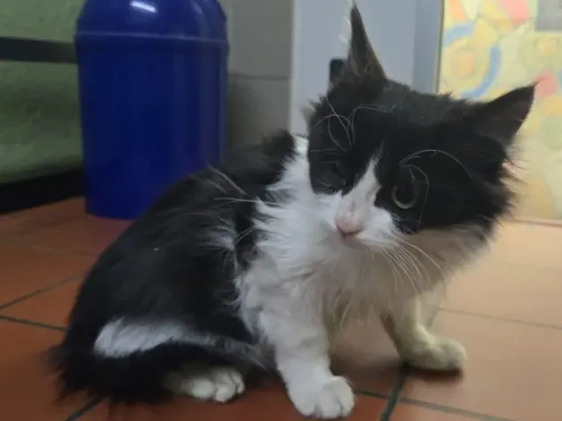 Slepi potnik: mucek brez hrane in vode preživel enotedensko pot v tovornjaku