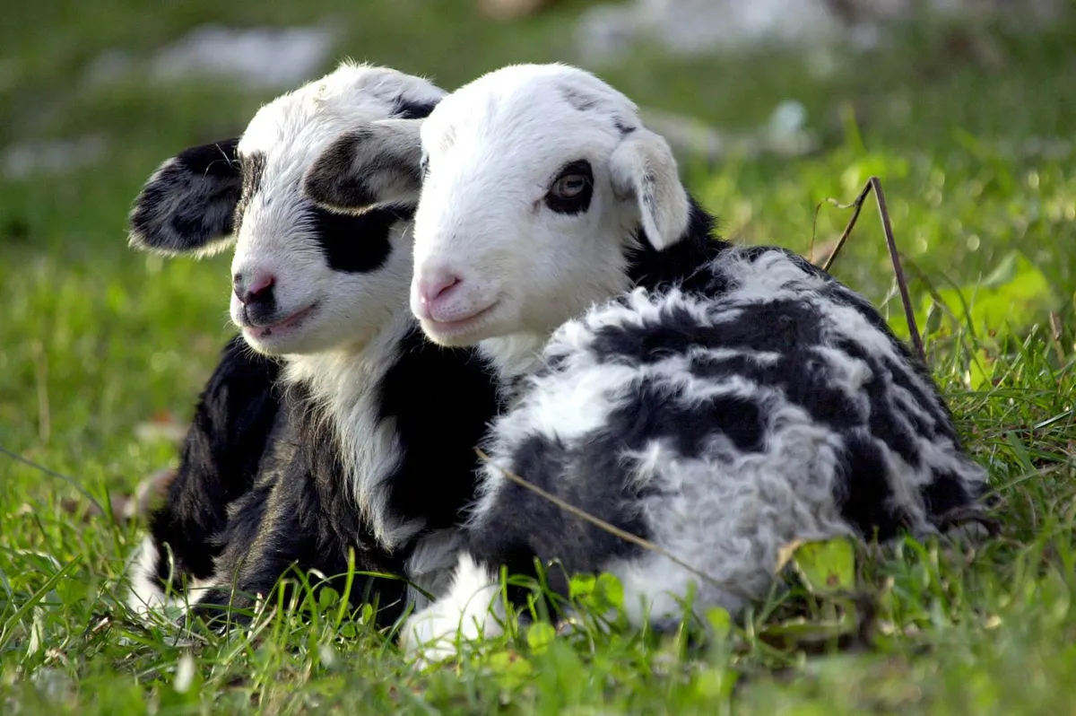 Država uvedla obvezno cepljenje, veterinarji pa zasolili cene