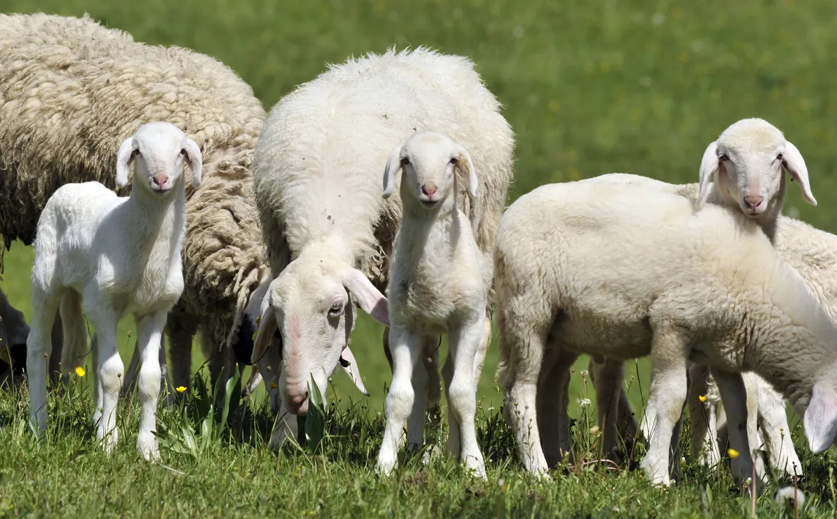 Psa v okolici Maribora vdrla v ogrado in pokončala ovci
