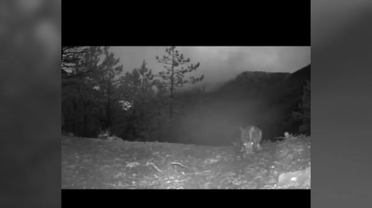 Početje zajca pred kamero navdušilo splet