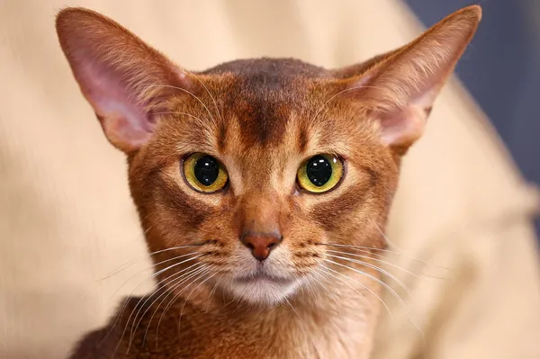 Razglasili "najboljšega" mačka na svetu. To so kriteriji, ki jih je moral izpolniti