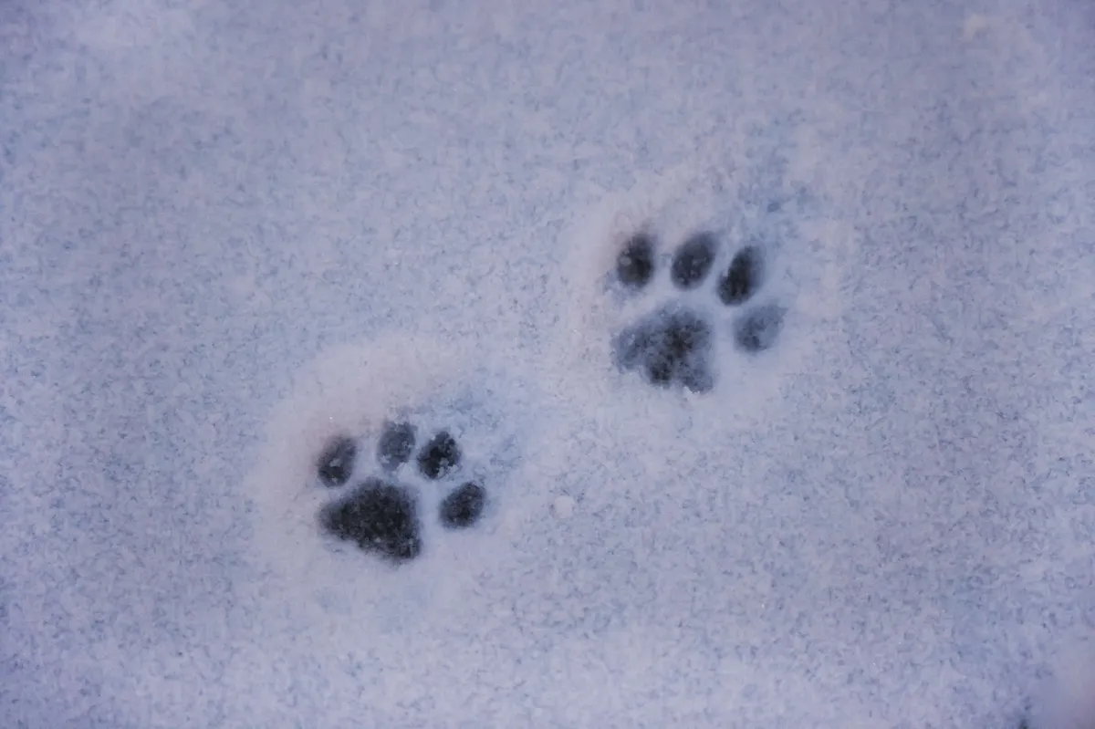 Kinologi si prizadevajo za priznanje dveh novih slovenskih avtohtonih pasem psov