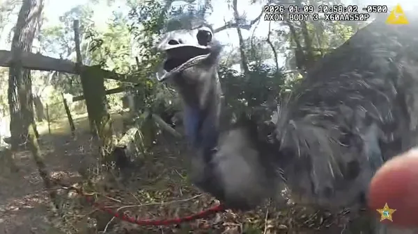 Nenavadna "aretacija" še bolj nenavadnega trmastega "ubežnika"